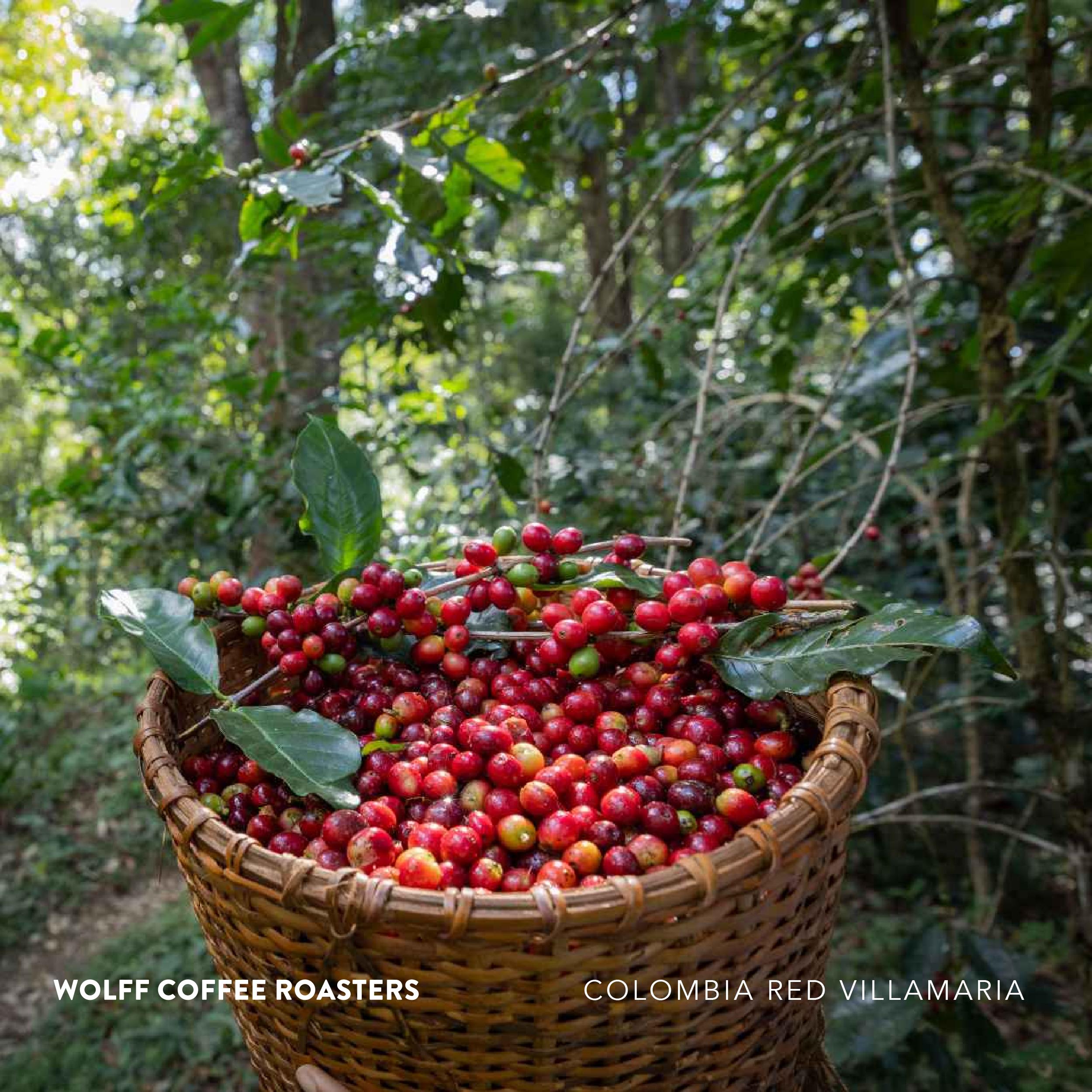 Y2K Double Roasted Single Origin