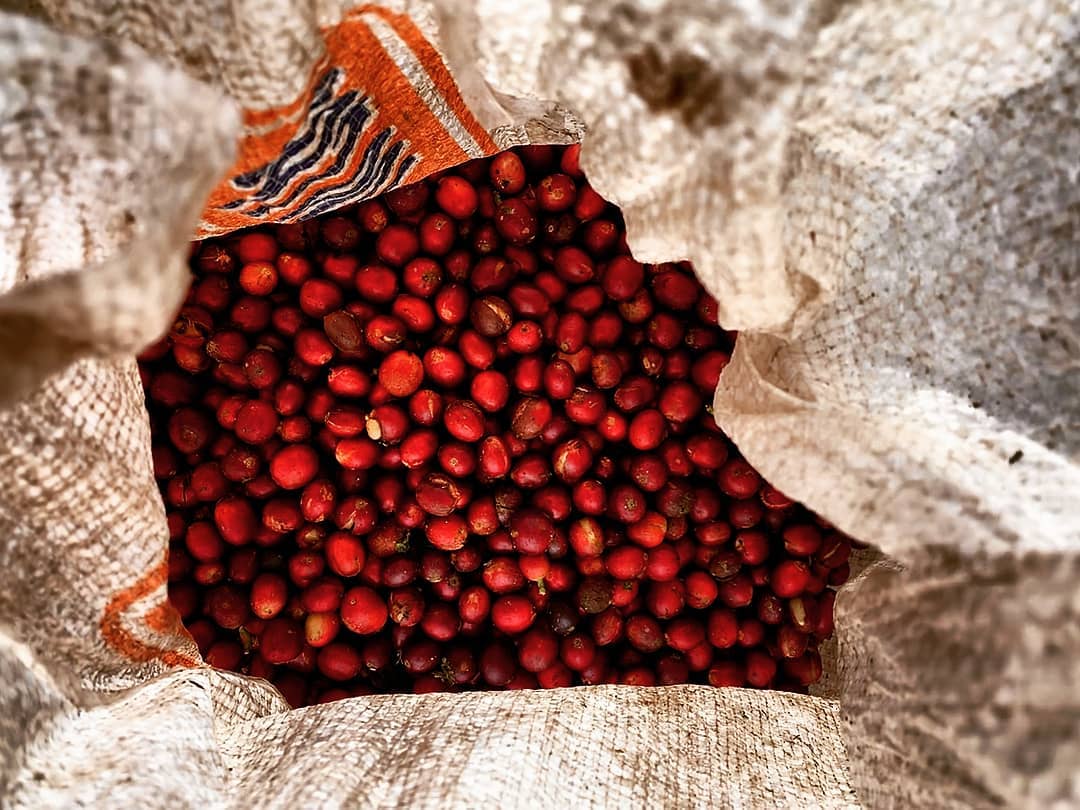 Premium Ecuador Finca Cruz Loma