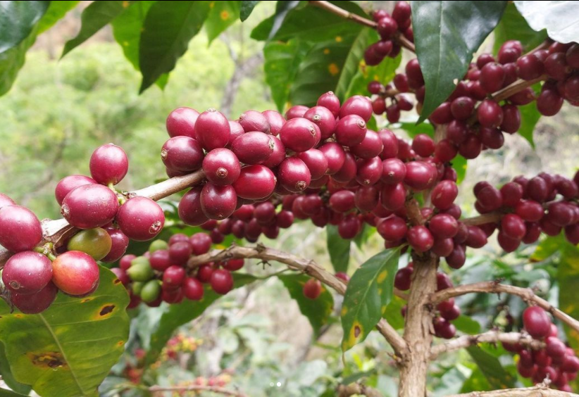 San Ignacio, Peru