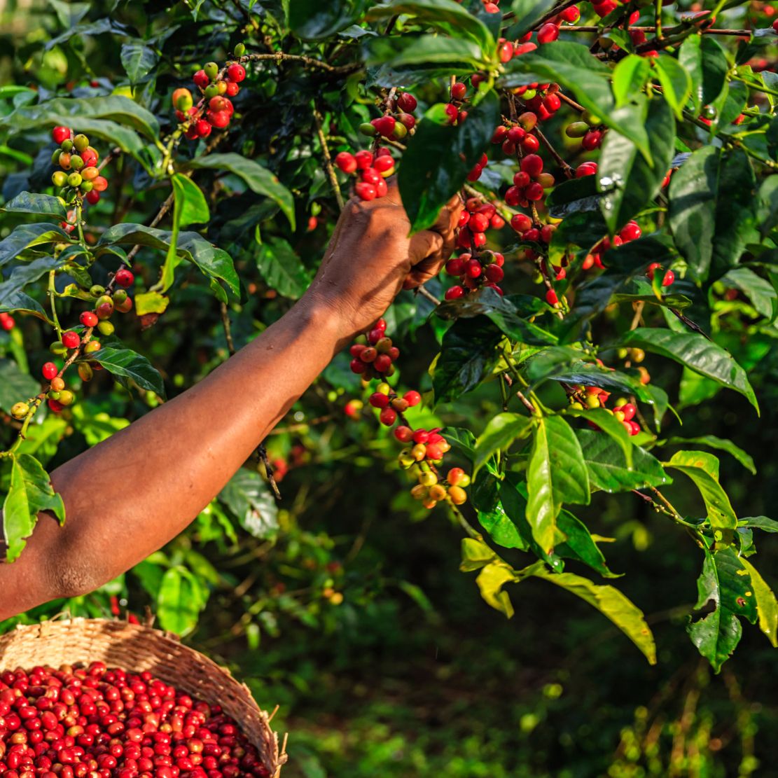 Colombia Santuario Washed Single Origin Filter