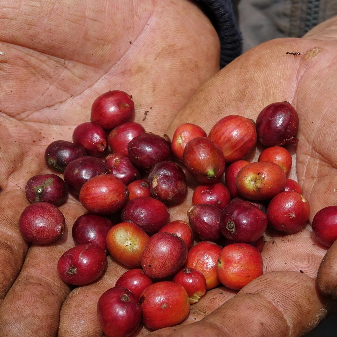 Mexico San Mateo Washed Single Origin Espresso