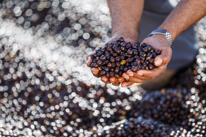 Brazil Fazenda São Silvestre | Caramel & Milk Chocolate - Wolff Coffee Roasters