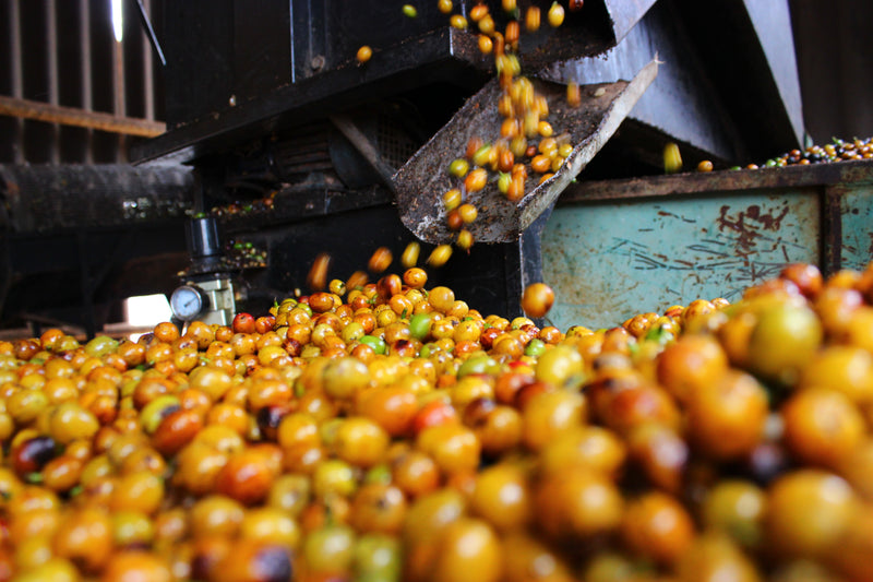 Brazil Fazenda São Silvestre | Caramel & Milk Chocolate - Wolff Coffee Roasters